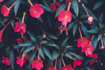 Pink blooming oleander pink flowers