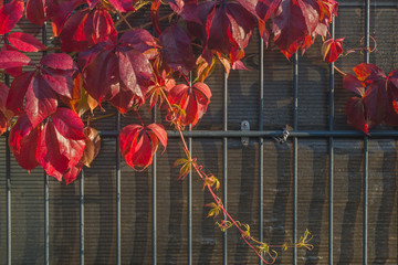 Burgundy, scarlet and pink fall vine leaves of wild grapes twining along a gray fence made of metal mesh of vertical rods and polycarbonate sheets in the sunny morning