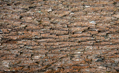 The bark of an old tree, background