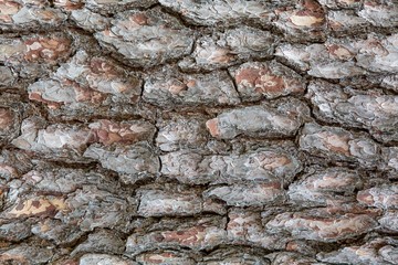 The bark of an old tree, background