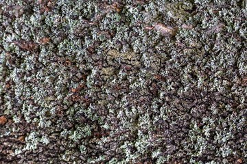 The bark of an old tree, background