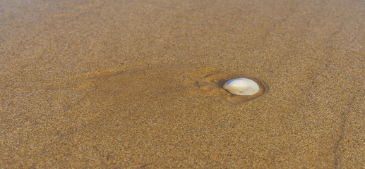 The white shells are laid on the right side of the beautiful golden sand that has the sea water blown over to look and feel comfortable and refreshed.