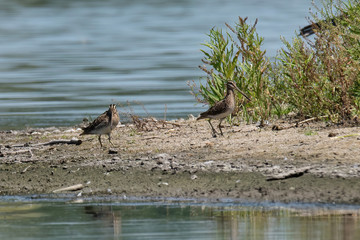 The common snipe (Gallinago gallinago)