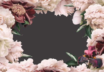 Cream Peonies and maroon iris isolated on dark background. Floral banner, cover header with copy space. Natural flowers wallpaper or greeting card.