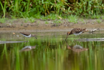 The common snipe (Gallinago gallinago)
