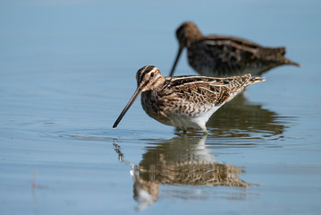 The common snipe (Gallinago gallinago)