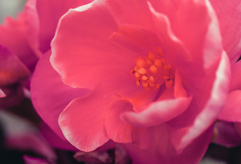 Beautiful red flower close-up macro stock