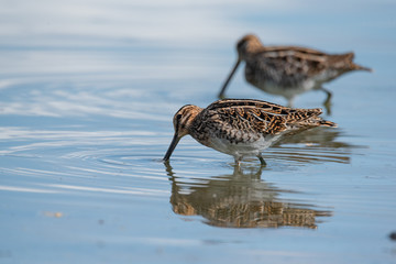 The common snipe (Gallinago gallinago)