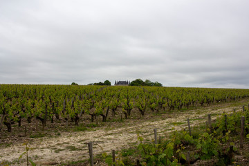 Fototapeta na wymiar Bordeaux castle towers behind vineyards