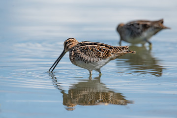 The common snipe (Gallinago gallinago)