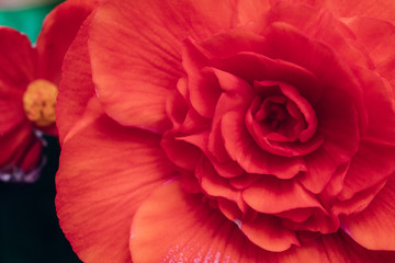 Beautiful red flower close-up macro stock
