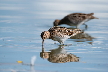 The common snipe (Gallinago gallinago)