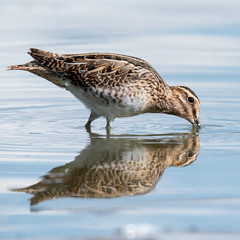 The common snipe (Gallinago gallinago)
