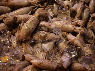 fresh seafood - squids in ice