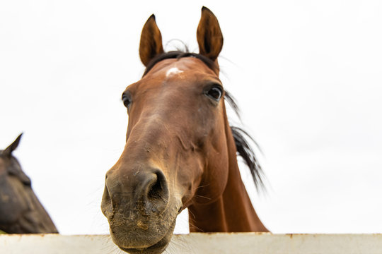 animal theme concept photography smiling adorable horse nice and cute portrait looking at camera from paddock fence territory gray sky empty background 