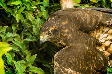 The variable hawk (Geranoaetus polyosoma)is a polymorphic species of bird of prey in the family...