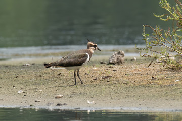 Northern lapwing (Vanellus vanellus)