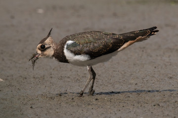 Northern lapwing (Vanellus vanellus)