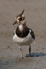 Northern lapwing (Vanellus vanellus)