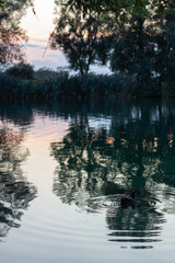 Fototapeta premium Wild ducks swimming in lake during summer evening