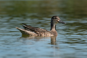 The Garganey (Anas querquedula), juvenile