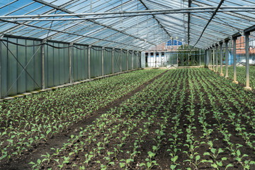 Kohlrabi-Setzlinge in einem Gewächshaus