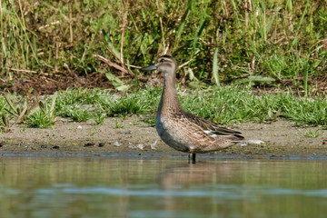 The Garganey (Anas querquedula), juvenile