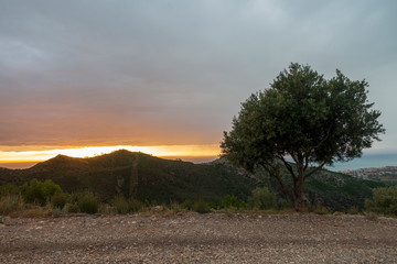 Fototapeta premium Sunrise in the desert of the palms of Benicassim