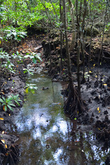 Wooden bridge in mangrove Jozani forest, Zanzibar, Tanzania, Africa
