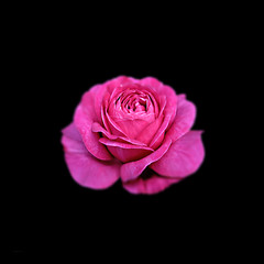 Beautiful bright pink rose on a black background