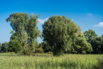 Fototapeta premium Weiden im Naturschutzgebiet Seefelder Aachmündung