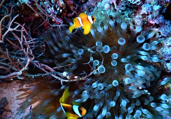 ryba morze czerwone pomarańcz nurkowanie podwodne koral