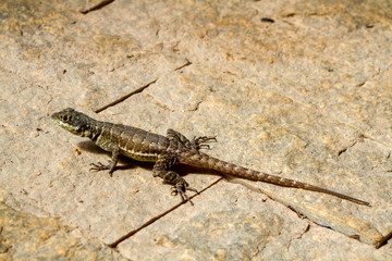 Small Lizard - Brazil