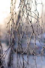 Snow, frost on the branches of a tree on winter background.