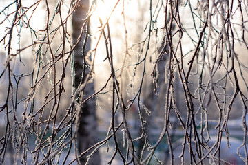 Snow, frost on the branches of a tree on winter background.