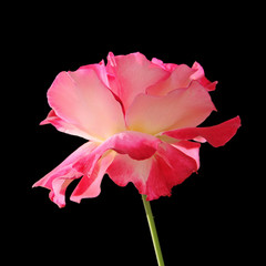 Beautiful bright pink rose on a black background