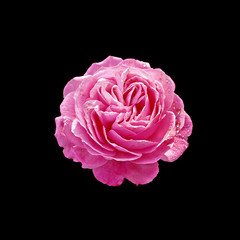 Beautiful bright pink rose on a black background