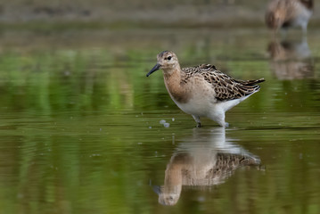 The Ruff, Philomachus pugnax, juvenile
