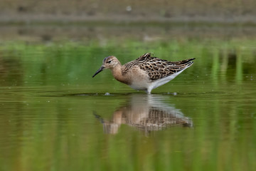 The Ruff, Philomachus pugnax, juvenile