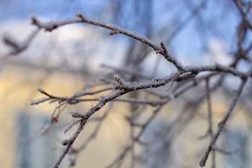 Fototapeta na wymiar Snow, frost on the branches of a tree on winter background.