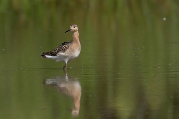 The Ruff, Philomachus pugnax, juvenile