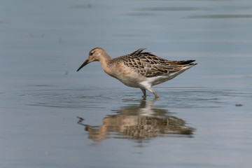 The Ruff, Philomachus pugnax, juvenile