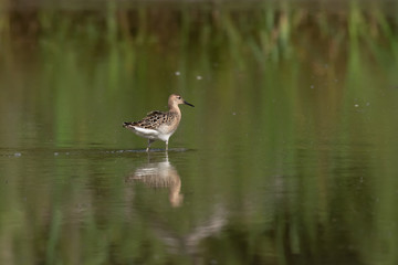 Fototapeta premium The Ruff, Philomachus pugnax, juvenile