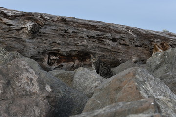 Feral Tabby Cat