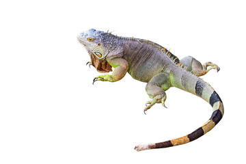 Iguana with a white background