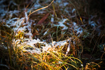 Arrival of winter or the beginning of spring. Grass with snow close up 