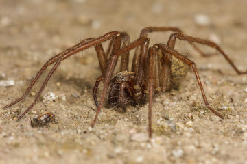Hausspinne