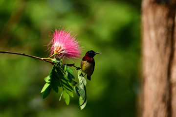 Sunbird