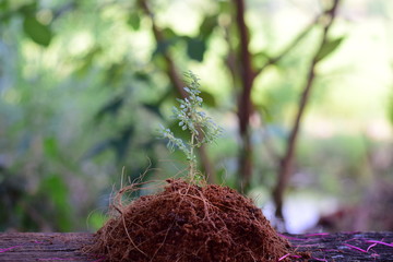 A small tree growing