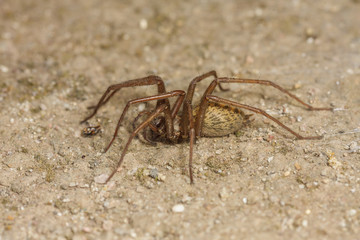 Hausspinne